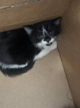 Rescue Domestic Short Hair Cats for Adoption in Dallas, Texas - BUBBLES | PetCurious