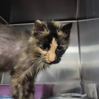 Rescue Domestic Long Hair Cats for Adoption in Troy, Illinois - Tootsie | PetCurious