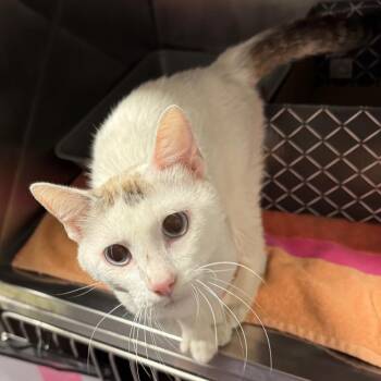 Mateo -  Domestic Short Hair Cat for Adoption in Edwardsville, Illinois - Mateo | PetCurious