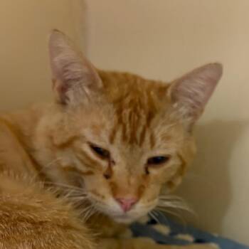 Domestic Short Hair Cats Available for Adoption in Yuma, Arizona - Butterscotch | PetCurious