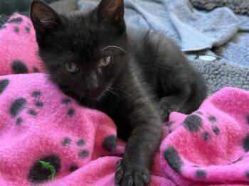 Domestic Short Hair Cats Available for Adoption in Santa Clara, California - AJ | PetCurious