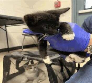 Mr Bean -  Domestic Short Hair Cat for Adoption in Ruskin, Florida - Mr Bean | PetCurious