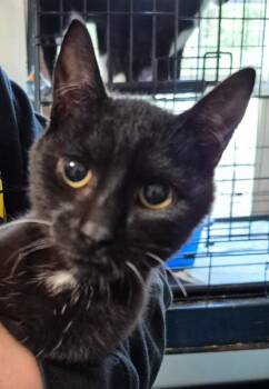 Dolly -  Domestic Short Hair Cat for Adoption in Thompson Falls, Montana - Dolly | PetCurious