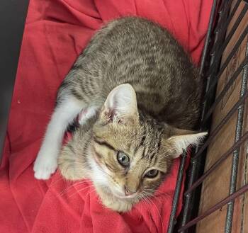 Honey -  Domestic Short Hair Cat for Adoption in Canonsburg, Pennsylvania - Honey | PetCurious