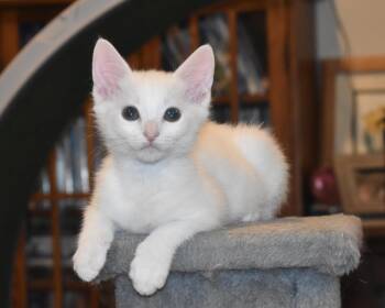 Zed -  Turkish Angora Cat for Adoption in Davis, California - Zed | PetCurious