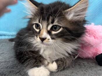 Stormy -  Domestic Medium Hair and Tabby Cat for Adoption in Republic, Washington - Stormy | PetCurious