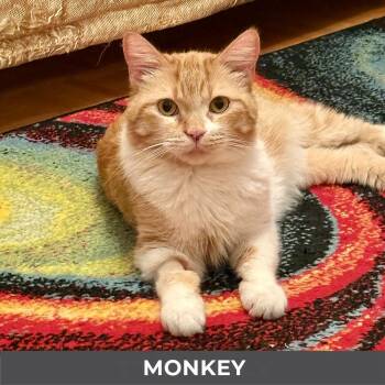 Monkey -  Domestic Short Hair Cat for Adoption in Toronto, Ontario - Monkey | PetCurious