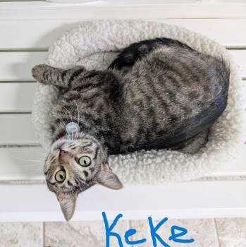 Rescue Domestic Short Hair Cats for Adoption in Mena, Arkansas - Keke | PetCurious