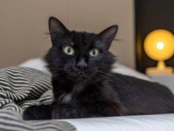 Domestic Short Hair Cats Available for Adoption in Elyria, Ohio - Matcha | PetCurious