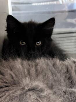 Sincere -  Domestic Medium Hair Cat for Adoption in Novato, California - Sincere | PetCurious