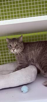 Tabby Cats Available for Adoption in Las Vegas, Nevada - Paw Licker | PetCurious