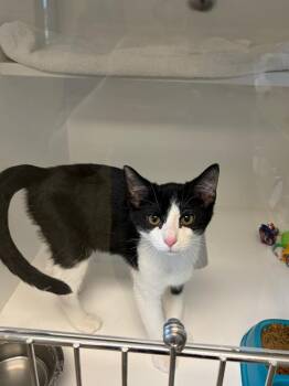 Jeff -  Domestic Short Hair Cat for Adoption in Greenfield, Indiana - Jeff | PetCurious