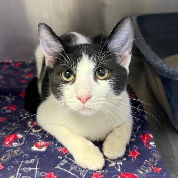 Lenny -  Domestic Short Hair Cat for Adoption in Casa Grande, Arizona - Lenny | PetCurious