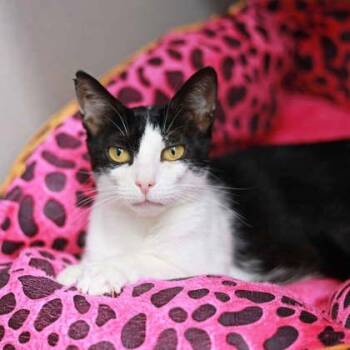 FIFA -  Domestic Short Hair Cat for Adoption in Atlanta, Georgia - FIFA | PetCurious