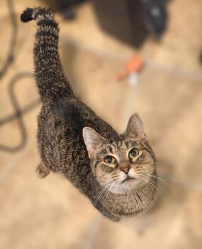 Sally -  Domestic Short Hair Cat for Adoption in Greensburg, Pennsylvania - Sally | PetCurious