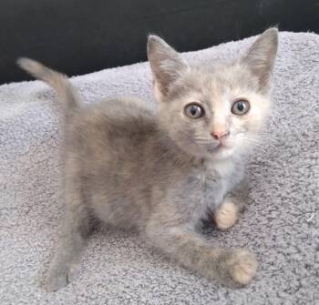 Georgia Peach -  Dilute Tortoiseshell Cat for Adoption in Nashville, Tennessee - Georgia Peach | PetCurious