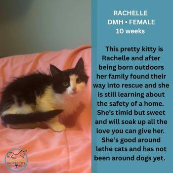 Rachelle -  Domestic Medium Hair Cat for Adoption in Clive, Alberta - Rachelle | PetCurious
