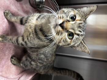 Rescue Domestic Short Hair and Torbie Cats for Adoption in Greensboro, North Carolina - Dime | PetCurious