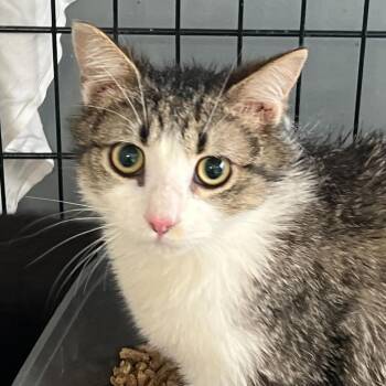 Domestic Medium Hair Cats Available for Adoption - Twister | PetCurious