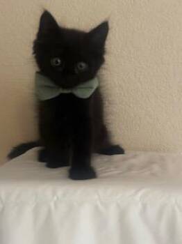ASH -  Domestic Short Hair Cat for Adoption in Pueblo, Colorado - ASH | PetCurious