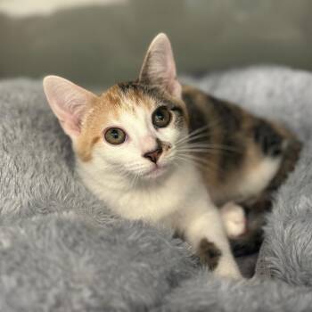 WV2394 Luxury -  Domestic Short Hair Cat for Adoption in Port Washington, New York - WV2394 Luxury | PetCurious