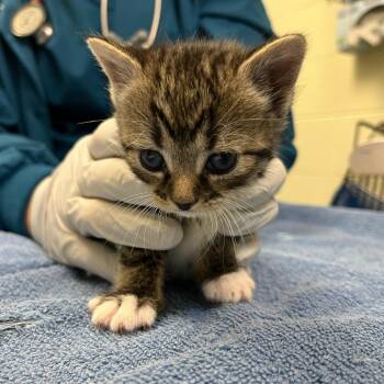 Domestic Short Hair Cats Available for Adoption - Sausage Gravy | PetCurious