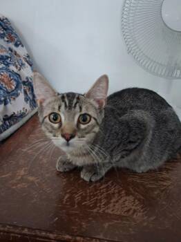 Eros -  Domestic Short Hair Cat for Adoption in Overland Park, Kansas - Eros | PetCurious