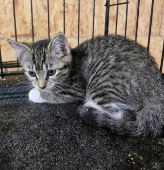 Merlot -  Domestic Short Hair Cat for Adoption in Metamora, Illinois - Merlot | PetCurious