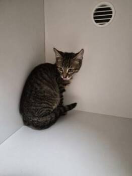 Bronco -  Domestic Short Hair Cat for Adoption in Savannah, Georgia - Bronco | PetCurious