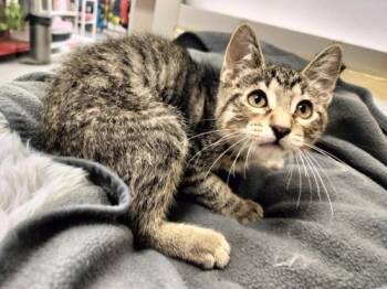 Rescue Tabby Cats for Adoption in Parlier, California - Lake | PetCurious