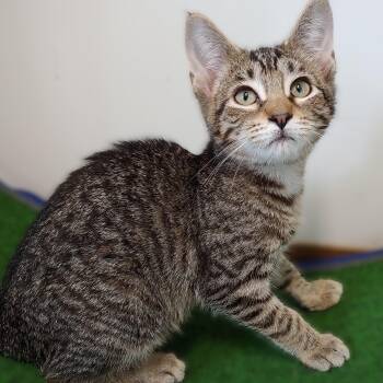 Rescue Domestic Short Hair Cats for Adoption in Belmont, New York - Creature | PetCurious