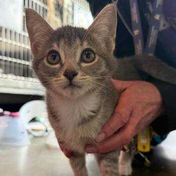 Koi -  Domestic Short Hair Cat for Adoption in Wilmington, Delaware - Koi | PetCurious
