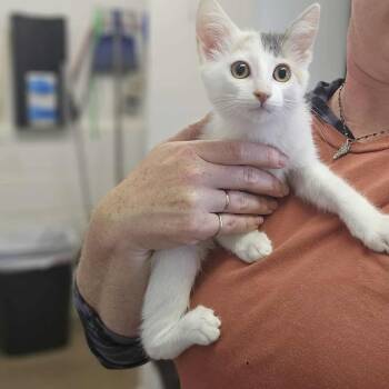 Rescue Domestic Short Hair Cats for Adoption in Eureka, California - Luanne | PetCurious