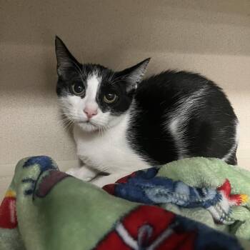Domestic Short Hair Cats Available for Adoption in Lakeland, Florida - Bean | PetCurious