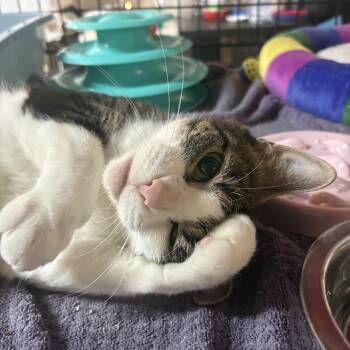 Zina -  Domestic Short Hair Cat for Adoption in East Amherst, New York - Zina | PetCurious