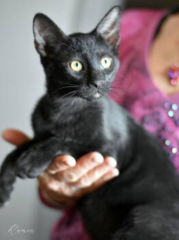 Rescue Domestic Short Hair Cats for Adoption in Montgomery, Texas - Miso | PetCurious