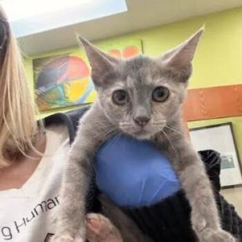 Jasmine -  Domestic Short Hair Cat for Adoption in Lynchburg, Virginia - Jasmine | PetCurious