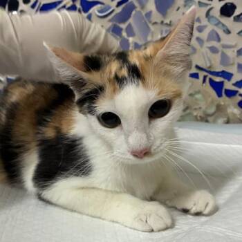 CALICO BOOTS -  Domestic Short Hair Cat for Adoption in Pensacola, Florida - CALICO BOOTS | PetCurious