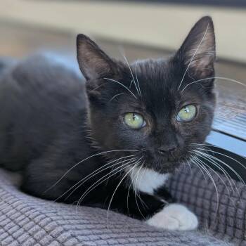 Beldi -  Tuxedo Cat for Adoption in Greenfield, California - Beldi | PetCurious