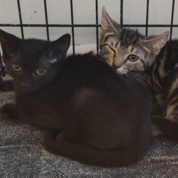 Rescue American Shorthair Cats for Adoption in Union City, New Jersey - Paprika & Carolina | PetCurious