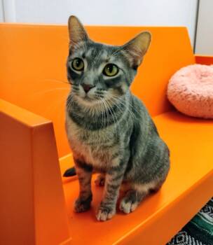 Rescue Domestic Short Hair Cats for Adoption in Corpus Christi, Texas - Fedora | PetCurious