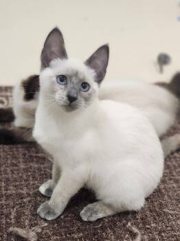 Wynter -  Siamese Cat for Adoption in Hamilton, Ontario - Wynter | PetCurious