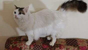 Orio, (m) 8yrs Turkish Van angora -  Turkish Van and Turkish Angora Cat Available for Adoption in Ottawa, Ontario - Orio, (m) 8yrs Turkish Van Angora | PetCurious