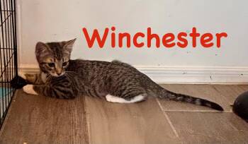 Winchester -  British Shorthair Cat for Adoption in Tucson, Arizona - Winchester | PetCurious