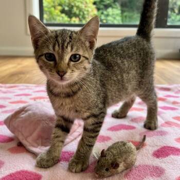 Purrito 0944 -  Domestic Short Hair Cat for Adoption in Boca Raton, Florida - Purrito 0944 | PetCurious