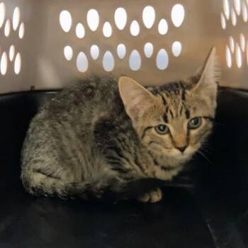 Ruby -  Domestic Short Hair Cat for Adoption in Dekalb, Illinois - Ruby | PetCurious