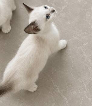 Biscotti Bear  -  Siamese and Snowshoe Cat for Adoption in Austin, Texas - Biscotti Bear  | PetCurious