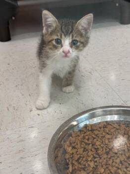 Flying Monkey 1 -  Domestic Short Hair Cat for Adoption in Hobbs, New Mexico - Flying Monkey 1 | PetCurious