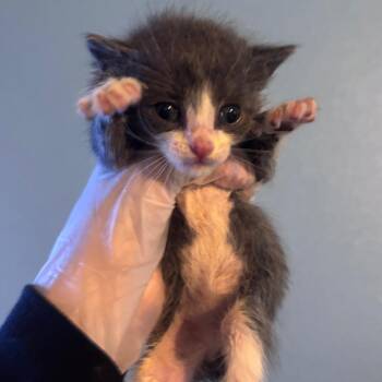 Bradley -  Domestic Short Hair Cat for Adoption in Corpus Christi, Texas - Bradley | PetCurious