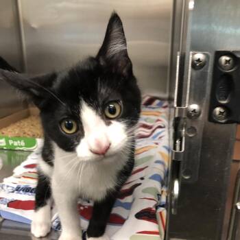 Domestic Short Hair Cats Available for Adoption - Marcel | PetCurious